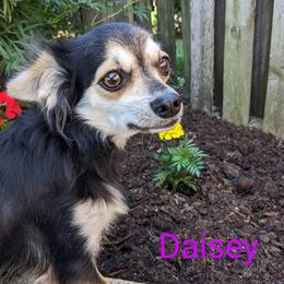 Daisey - Chihuahua
