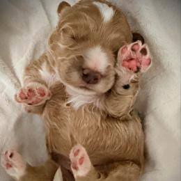Romeo - Red  male Goldendoodle puppy in Bradenton, Florida from Christianna’s Mini Goldendoodles