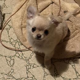 Lissy - Chihuahua
