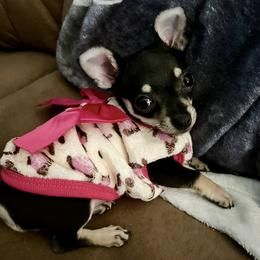 Chihuahua Puppies from Northwest Paws