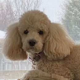 harley - Poodle