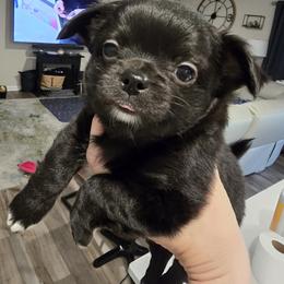 Boy 2 - Black and white male Chihuahua puppy in Lugoff, South Carolina from Cutie Pie Chihuahua's