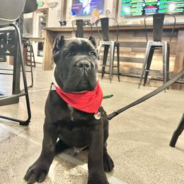 Cane Corso Puppies from Royal Class Kennels