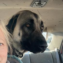 Fenrir - Fawn male Anatolian Shepherd Dog puppy in Daggett, Michigan from T&S Anatolians