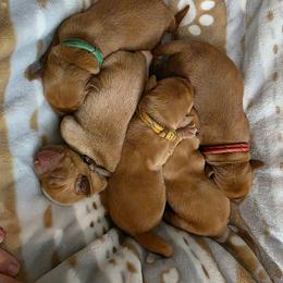 1st pick male - Yellow male Labrador Retriever puppy in Twin Falls, Idaho from Whispering White Pines Labradors