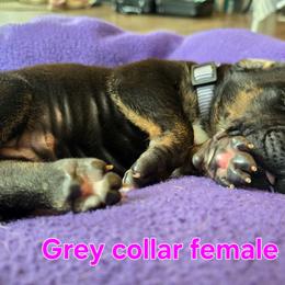 Grey collar - Black female Great Dane puppy in Ulen, Minnesota from Hogenson Family Farm