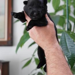 Royal - Black female German Shepherd puppy in Coarsegold, California from Yosemite Shepherds
