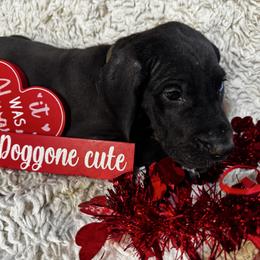 Groot, the Gentle Giant - Black and white male Great Dane puppy in Wimberley, Texas from Heart of Texas Great Danes