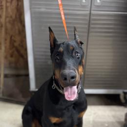 Boog - Black and rust male Doberman Pinscher puppy in Aredale, Iowa from Royal Dynasty Dobermann Kennel