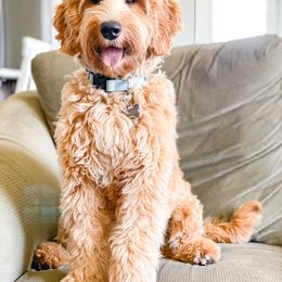 Australian Labradoodle All Grown Up from West Haven Australian Labradoodles