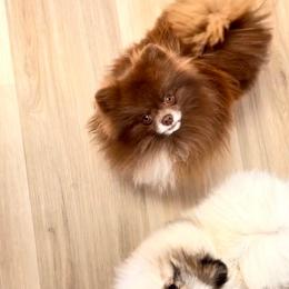 Lux - Pomeranian