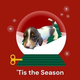 Sandy - Piebald female Dachshund puppy in Sallisaw, Oklahoma from Wild West Dachshunds