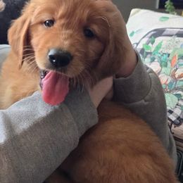 Green river boy - Dark golden male Golden Retriever puppy in Lakewood, Washington from Lenhart Goldens