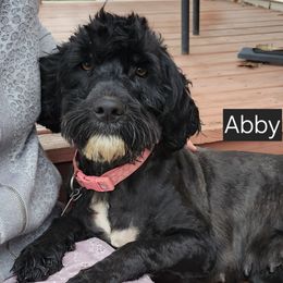 Abby - Portuguese Water Dog