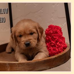 Fiyero - Dark golden male Golden Retriever puppy in Driggs, Idaho from SK Golden Retrievers