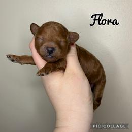 Flora - Red  female Poodle puppy in Morehead, Kentucky from Paw Perfect Pets