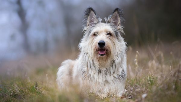 Find Berger Picard puppies for sale