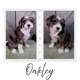 Cindy Lou - Merle female Bernedoodle puppy in Bowling Green, Ohio from Windy Creek Doodles