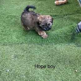 Hope boy 2 - Brindle male Shihpoo puppy in Zeigler, Illinois from Dandy Little  Shih Tzu, Shih Poo's and Toy Poodles