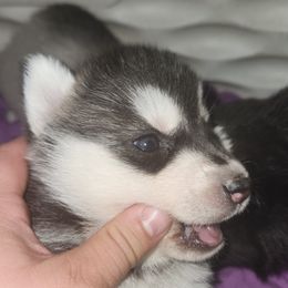 Siberian Husky Puppies from Spirit of the Moon Siberians