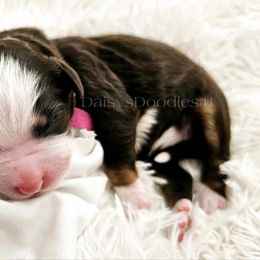 Bernedoodle Puppies from Daisy's Doodles