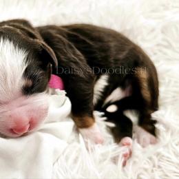 Bernedoodle Puppies from Daisy's Doodles