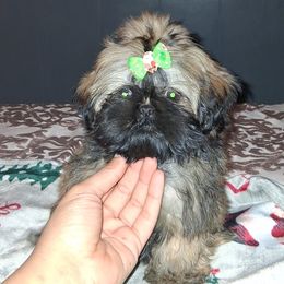 Hiedi - Gold female Shih Tzu puppy in Birmingham, Alabama from K&D kennels