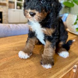 Autumn - Tri-color female Bernedoodle puppy in Gilbert, Arizona from Sunburst Doodles