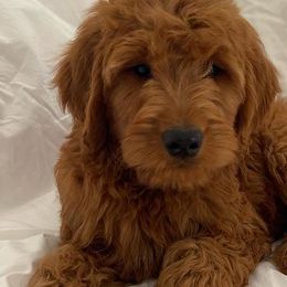 Goldendoodles from Daisy Lane Doodles