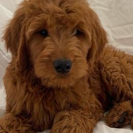 Goldendoodles from Daisy Lane Doodles