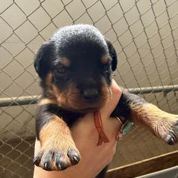 Slim Shady - Black and tan male Rottweiler puppy in Mcminnville, Oregon from JHB Rottweilers