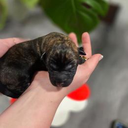 Venus (white) - Black brindle female Dutch Shepherd puppy in Signal Mountain, Tennessee from Torgun Police Dogs