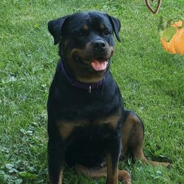 Val - Rottweiler