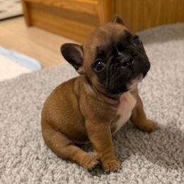 Jordan - Fawn and white male French Bulldog puppy in Madison, Wisconsin from MadCity Frenchies