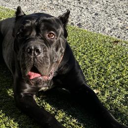 Cane Corso from Bellissima Cala Cane Corso