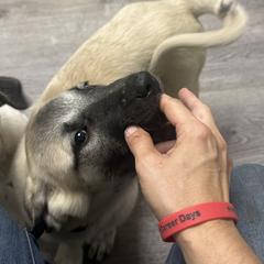 FeathersGlen Resist the Temptation - Fawn male Anatolian Shepherd Dog puppy in Franklin, New Hampshire from Feather’s Glen Anatolians