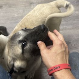 FeathersGlen Resist the Temptation - Fawn male Anatolian Shepherd Dog puppy in Franklin, New Hampshire from Feather’s Glen Anatolians