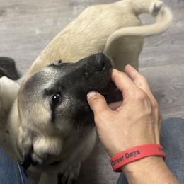 FeathersGlen Resist the Temptation - Fawn male Anatolian Shepherd Dog puppy in Franklin, New Hampshire from Feather’s Glen Anatolians