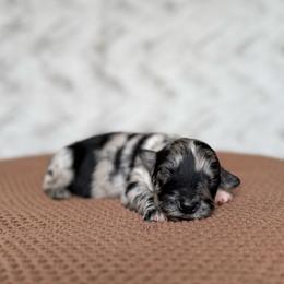 Spoon - Blue merle female Australian Shepherd puppy in Argyle, Iowa from Country Time Kennels