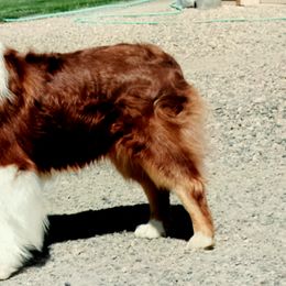 Ruddy - Australian Shepherd
