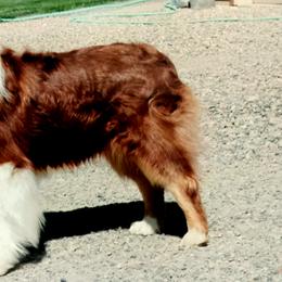 Ruddy - Australian Shepherd