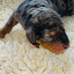 Shelby - Blue merle female Bernedoodle puppy in Batavia, Ohio from Donciedoodlesohio.com