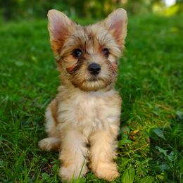 Companion Cross, Havanese, Mal-Shi, Maltese, Maltipoo, Morkie, and Shih Tzu Puppies from Seeking Shalom Acres Maltese, Maltipoos & Havamalts