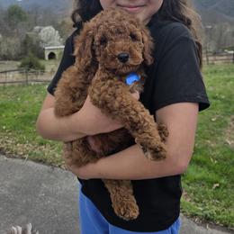 Boy 1 - Red  male Goldendoodle puppy in Bristol, Tennessee from 4goldendoodles