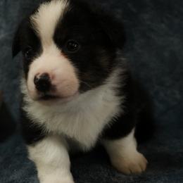 American Corgi, Cardigan Welsh Corgi, and Pembroke Welsh Corgi Puppies from Cal Beach Corgis