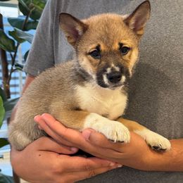 Brie - Red female Shiba Inu puppy in Elizabeth, New Jersey from Shiba Inu Loving Care