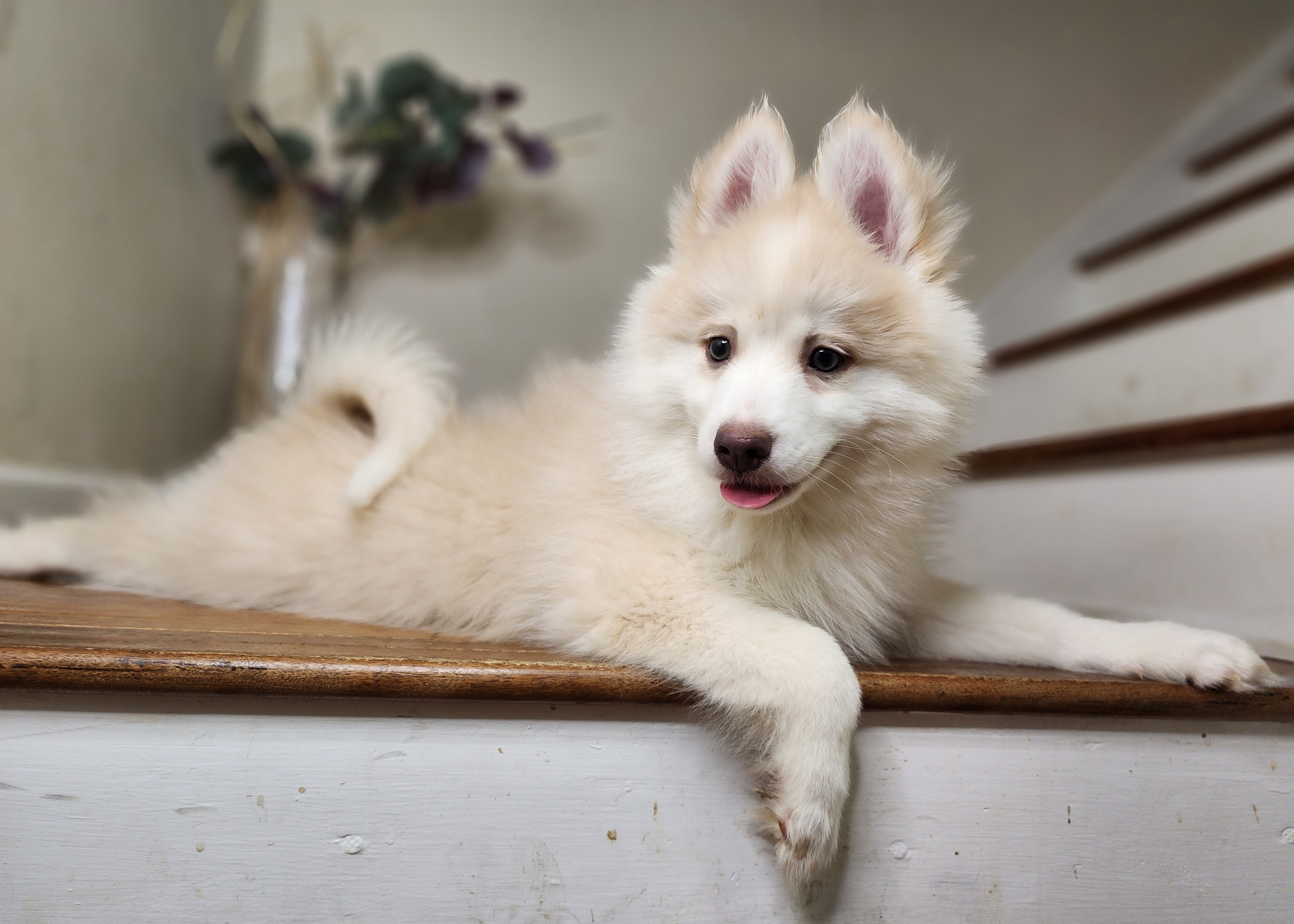 Boy 2 - Pomsky puppy in Elkton, Maryland from Pomsky Palace llc