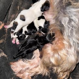 Luna - Parti female Yorkshire Terrier puppy in Kingston, Oklahoma from Lake Life