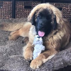 Leonbergers from Lowenhohle Leonbergers