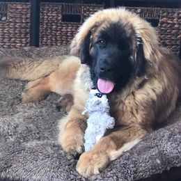 Leonbergers from Lowenhohle Leonbergers